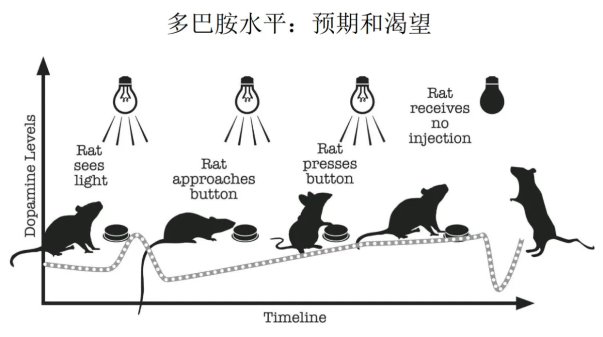 奖励线索、期待与落空的示意